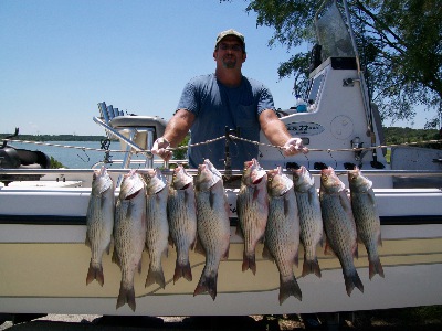 Benbrook Hybrids