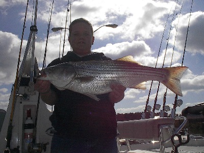 Big Striper!